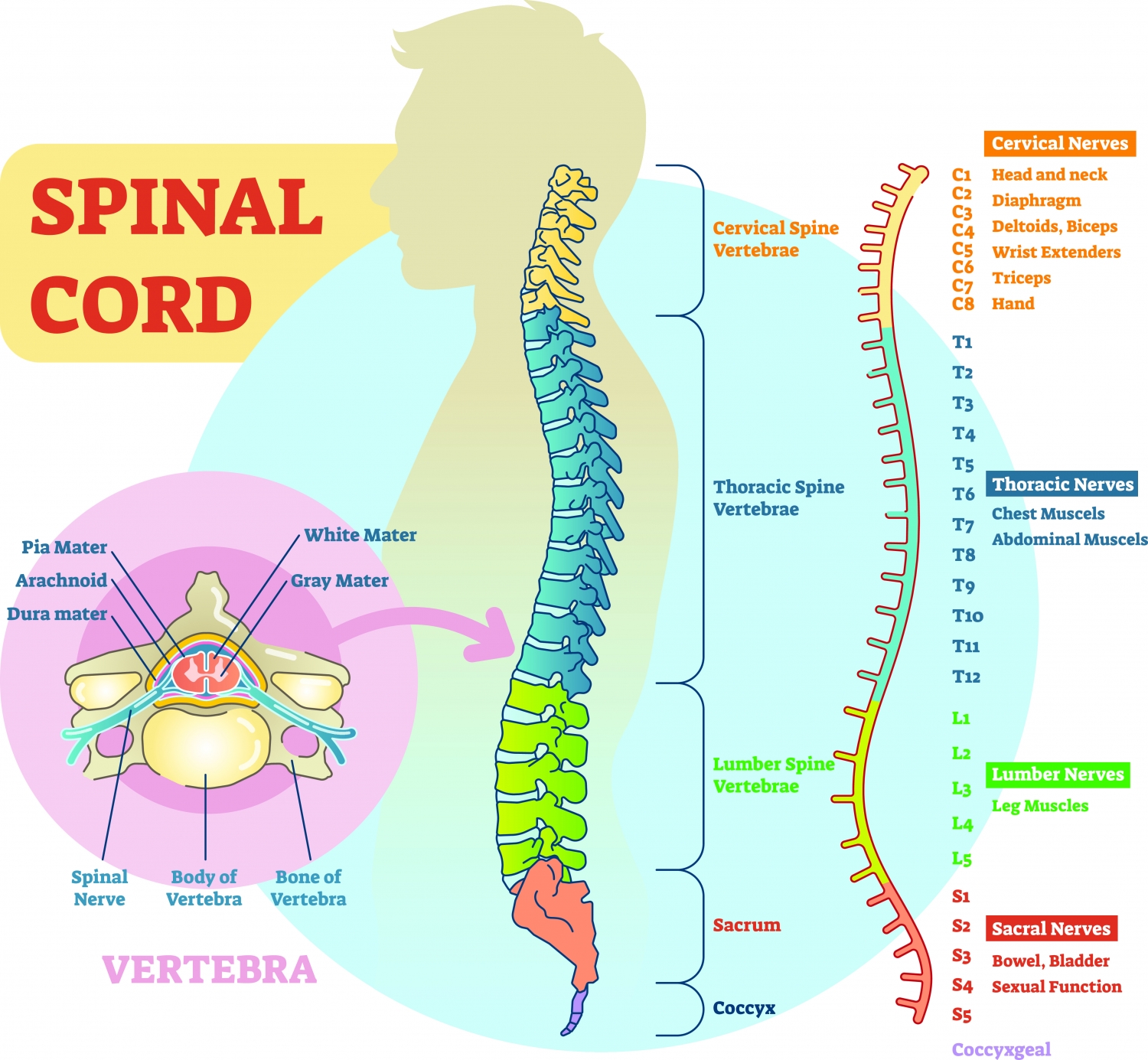 spinal-nerves-what-they-are-and-what-they-do-total-community-care