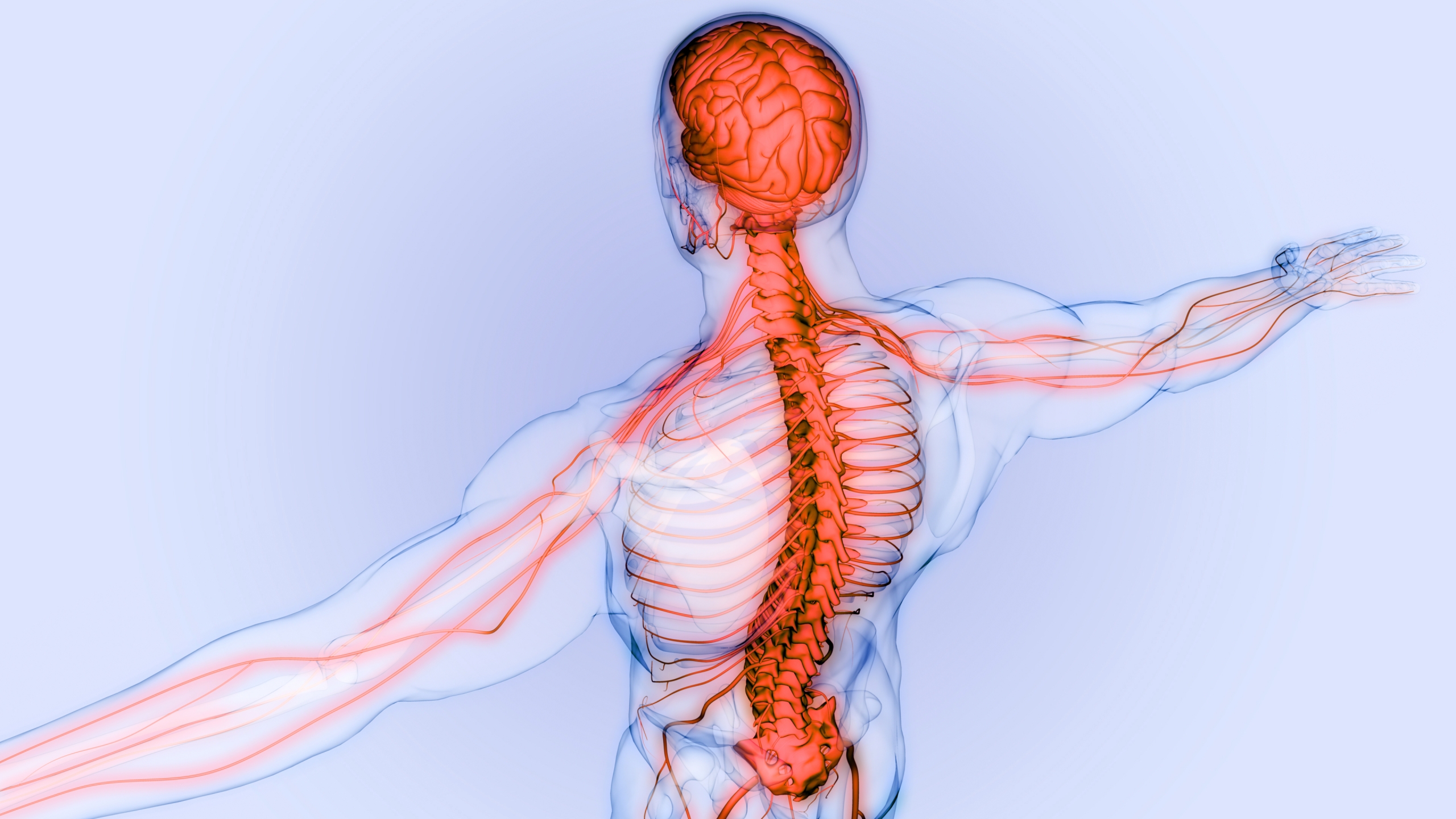 motor nerve distribution